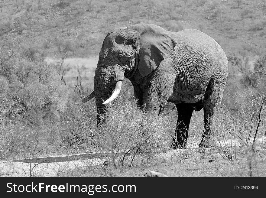 An African Elephant in its natural habitat, photographed in South Africa. An African Elephant in its natural habitat, photographed in South Africa.