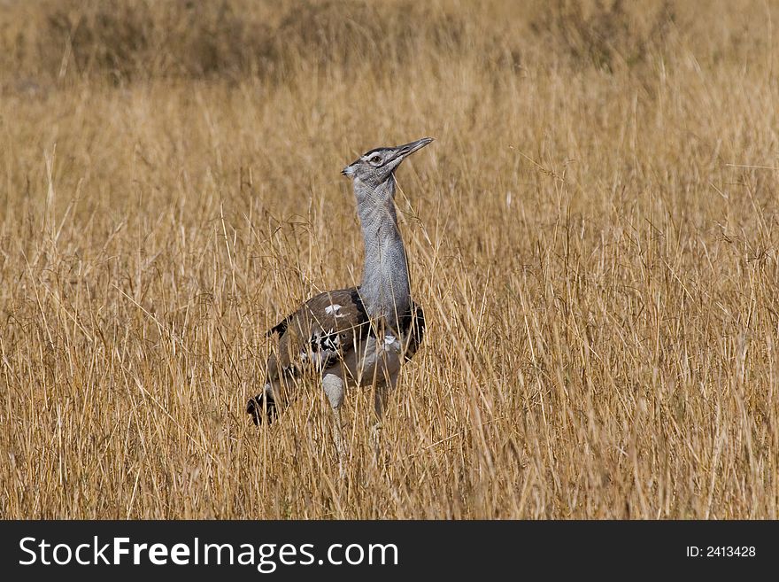 Portrait of Kori Bustard in grassland. Portrait of Kori Bustard in grassland