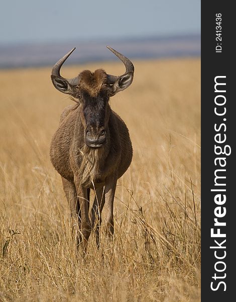 Portrait of Wildebeest on open plains of Masai Mara during annual migration, Kenya