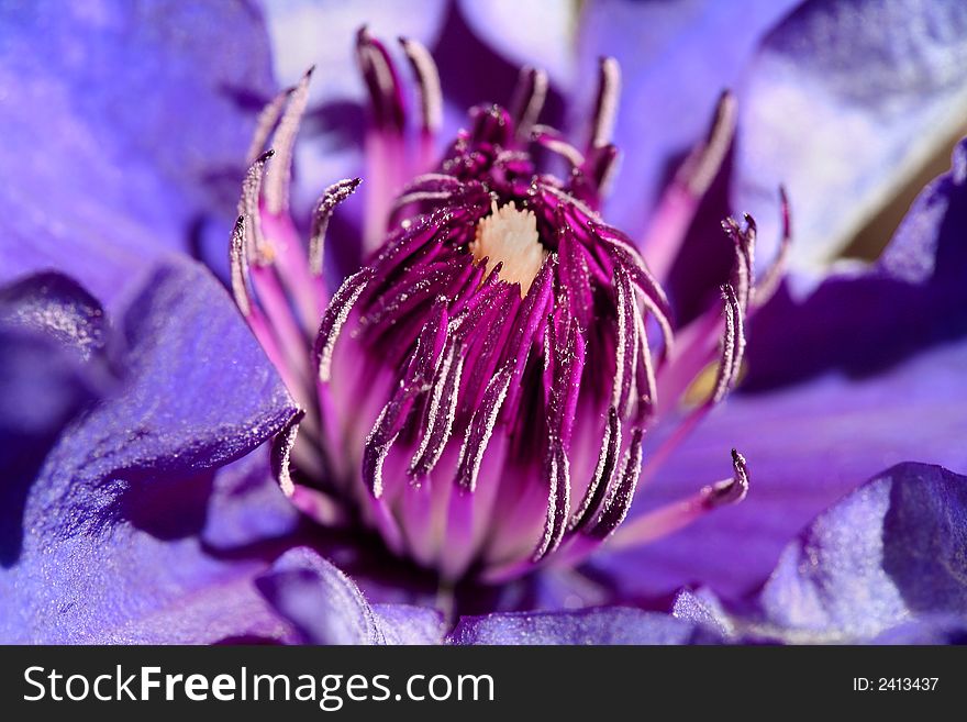 Stunning macro shot of a purple clematis - amazing detail and clarity. Stunning macro shot of a purple clematis - amazing detail and clarity