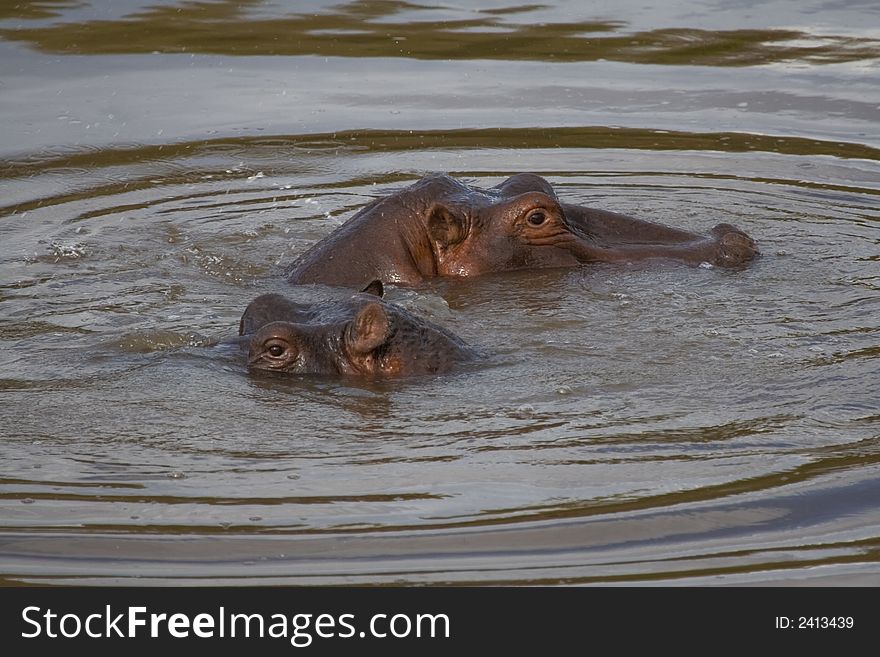 Two hippos surfacing in pond