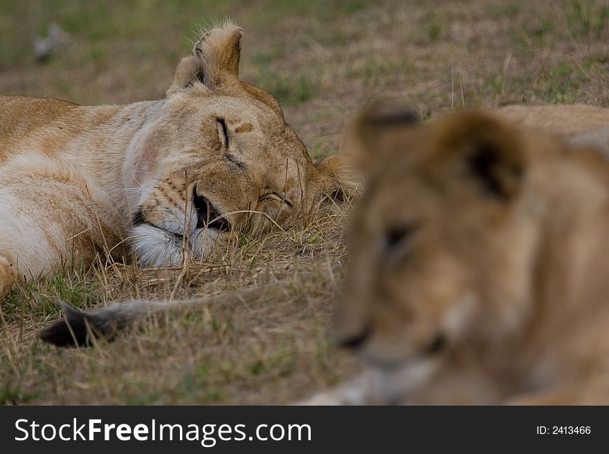 African lion asleep, with lion cub in foreground. African lion asleep, with lion cub in foreground