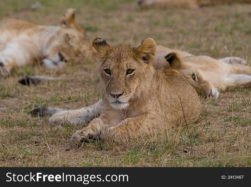 African lion cub resting with other pride members