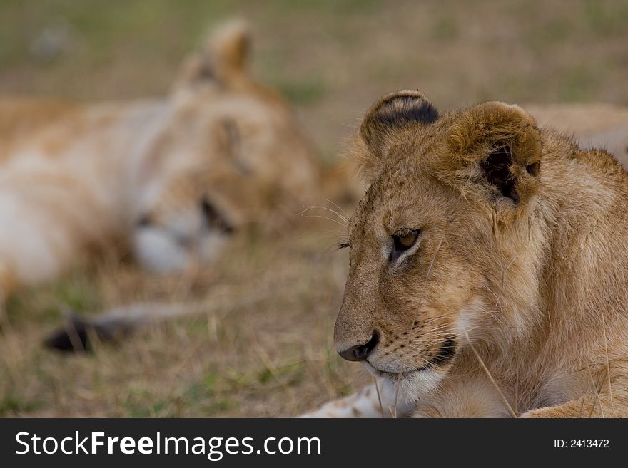 Portrait of African lion at rest, with sleeping lion in background. Portrait of African lion at rest, with sleeping lion in background