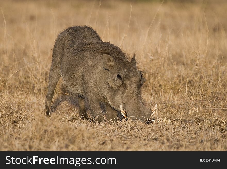 Warthog foraging on dry grassland