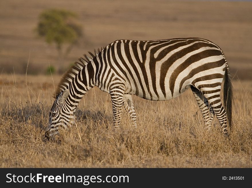 Portrait of Plains Zebra foraging, view from side, in evening light