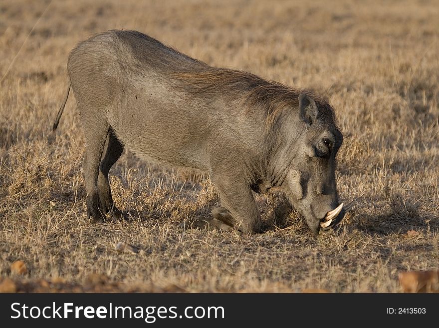 Warthog foraging on short grassland, view from side