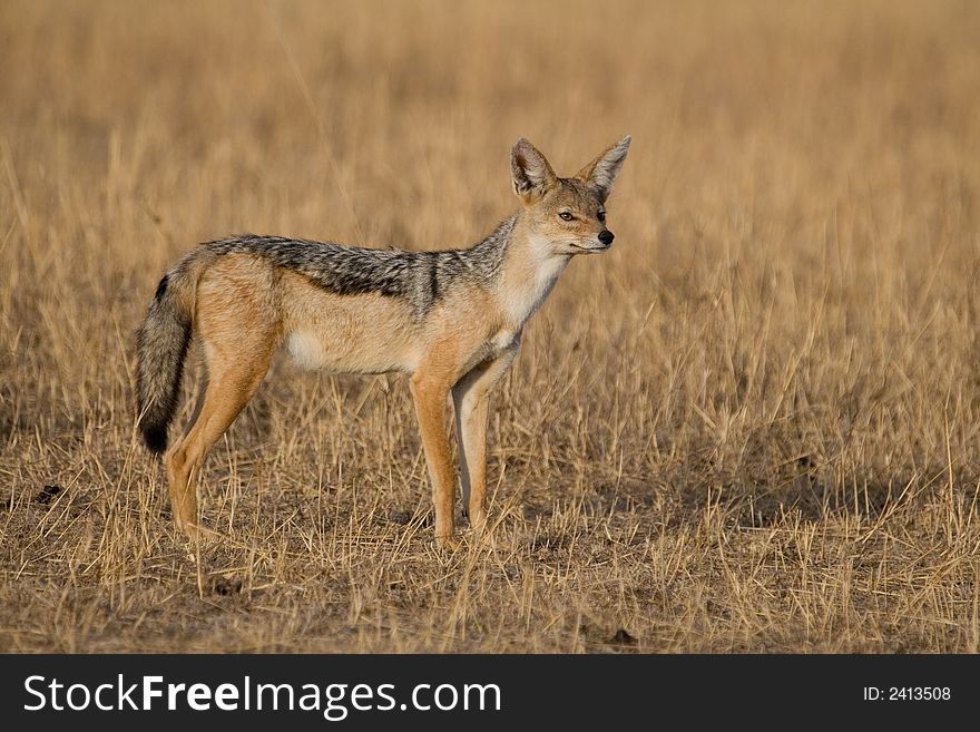 Portrait of black-backed jackal standing alert