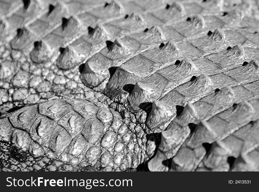A black and white image of a crocodile. A black and white image of a crocodile.