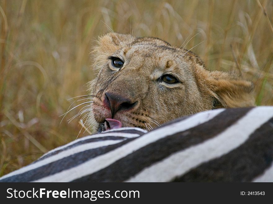 African lion feasting on zebra carcass. African lion feasting on zebra carcass