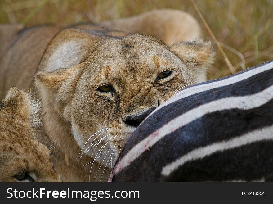 Closeup of lioness sinking her teeth into zebra flesh. Closeup of lioness sinking her teeth into zebra flesh