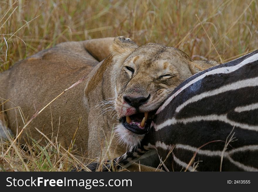 African lioness biting into zebra carcass. African lioness biting into zebra carcass