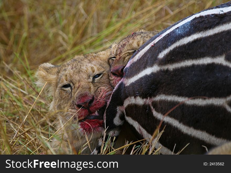 Two African lion cubs struggling for a piece of zebra meat. Two African lion cubs struggling for a piece of zebra meat
