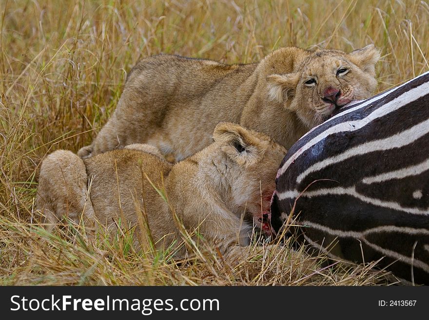 Lion cubs feasting on zebra. Lion cubs feasting on zebra