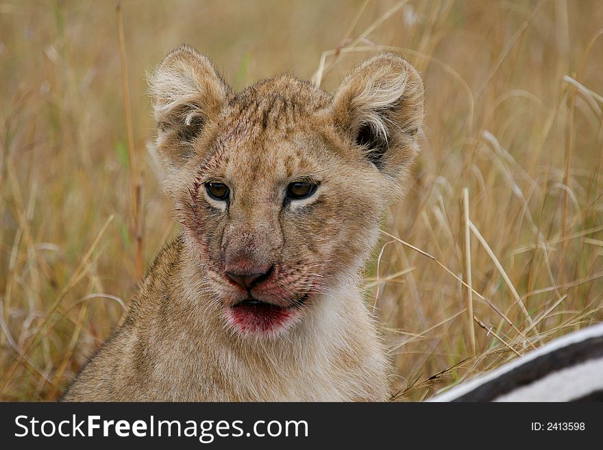 Lion Cub After Meal