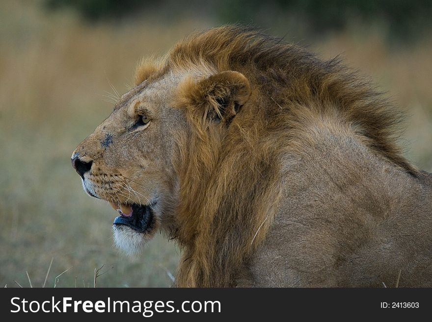 Portrait of wild African lion male with mane