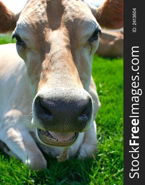 Beautiful light brown bovine chewing her cud. Beautiful light brown bovine chewing her cud