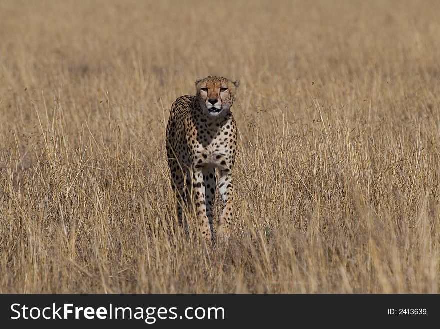 Cheetah stalking through open grassland in search of prey. Cheetah stalking through open grassland in search of prey