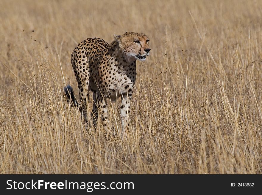 Cheetah stalking through open grassland in search of prey. Cheetah stalking through open grassland in search of prey