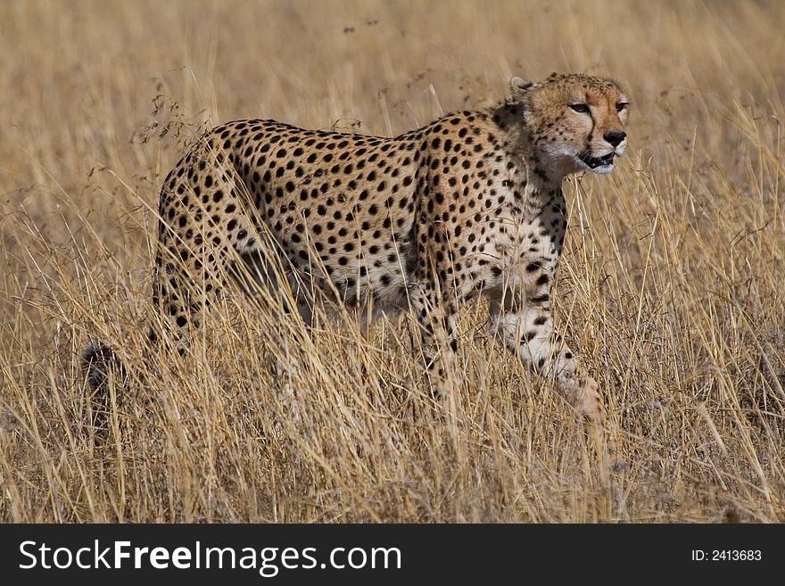 Cheetah stalking through open grassland in search of prey. Cheetah stalking through open grassland in search of prey