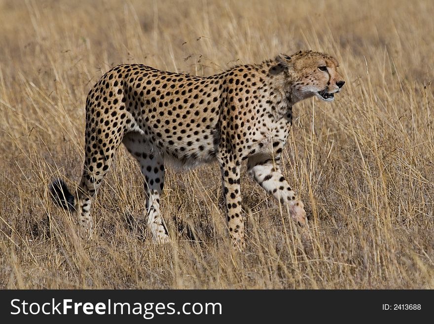 Cheetah stalking through open grassland in search of prey. Cheetah stalking through open grassland in search of prey