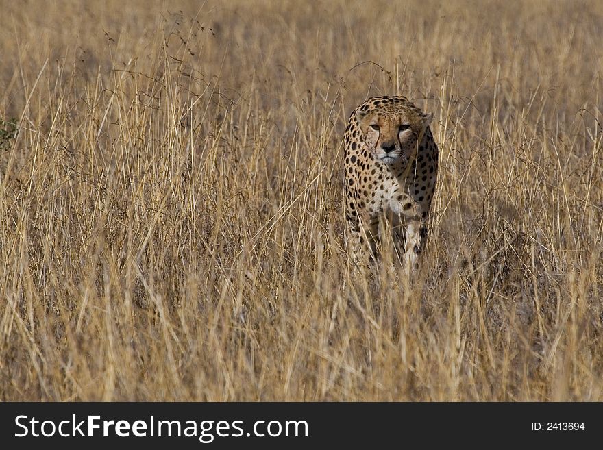 Cheetah stalking through grassland in search of prey. Cheetah stalking through grassland in search of prey