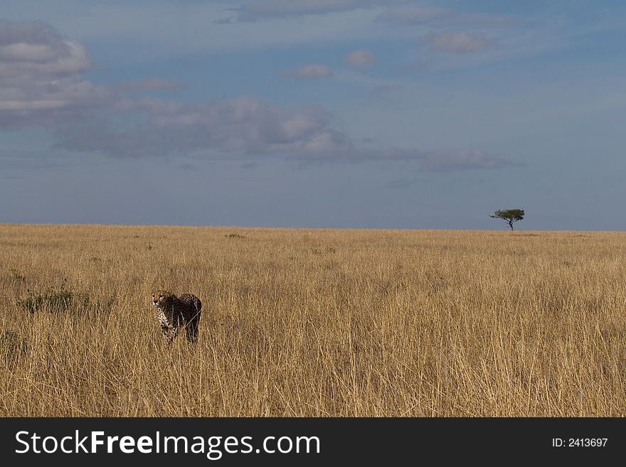 Landscape view of single cheetah in natural habitat of wide open grassland, Masai Mara Serengeti ecosystem, East Africa