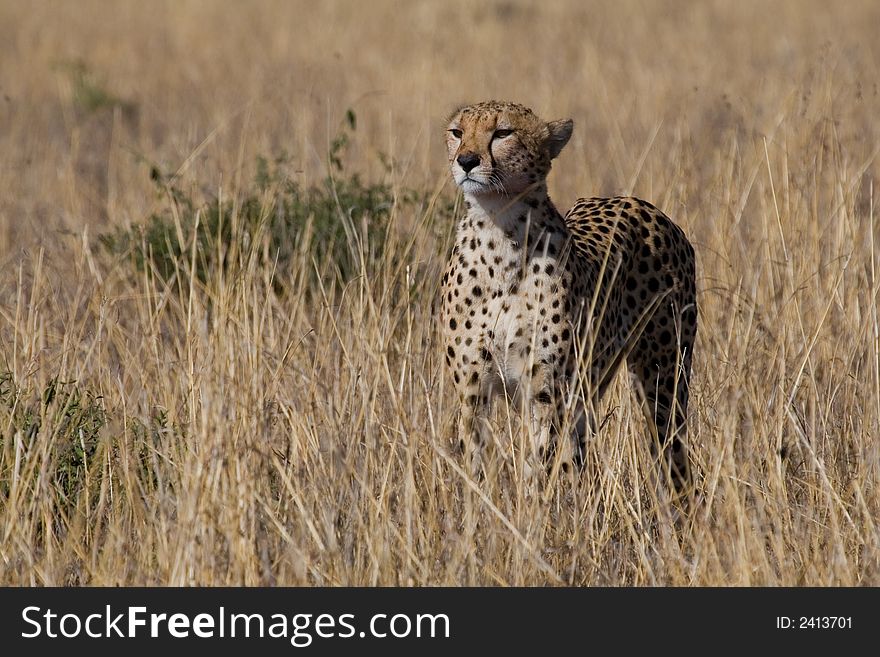 Cheetah standing in grassland on the look-out for prey. Cheetah standing in grassland on the look-out for prey
