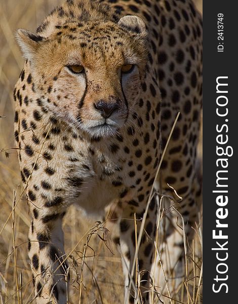 Closeup of Cheetah walking through grassland of Serengeti Masai Mara ecosystem, East Africa