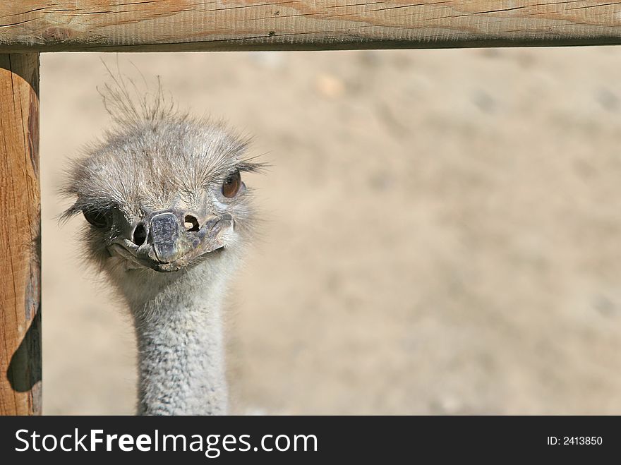 Framed Ostrich Head, space for your text