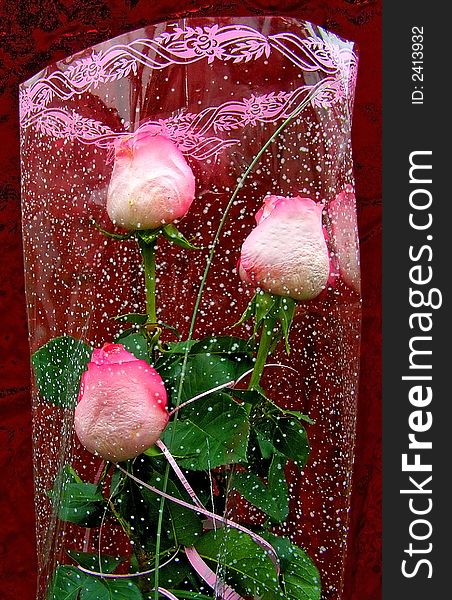 Bouquet of the roses packed in transparent packing