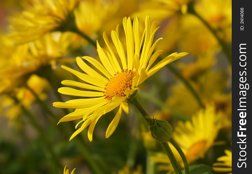 Photo of a beautiful yellow spring flower. Photo of a beautiful yellow spring flower