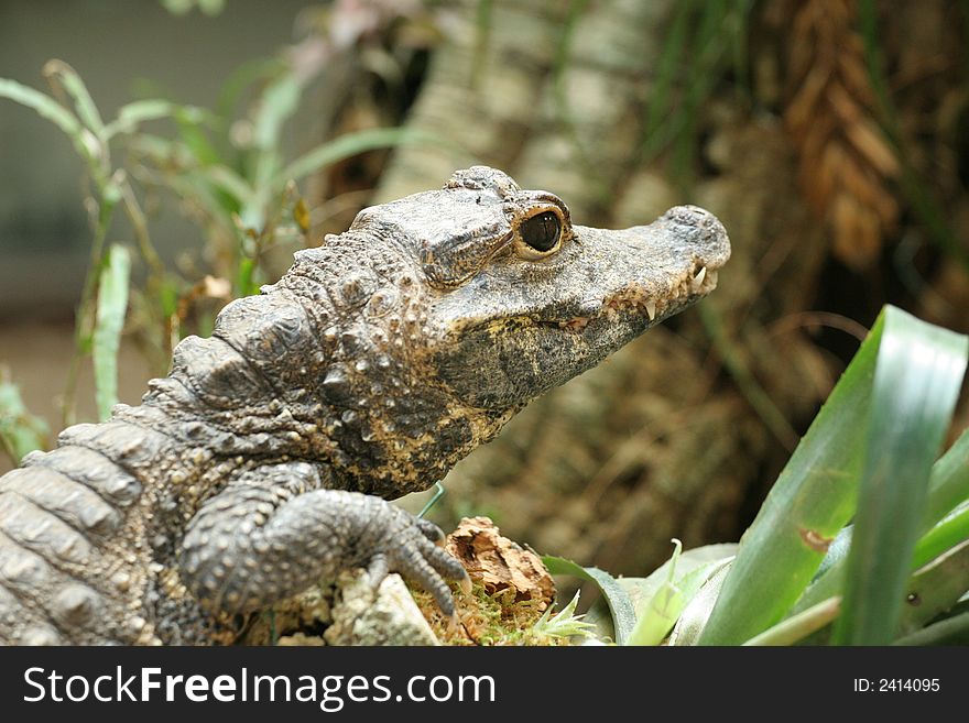 Closeup of crocodile with focus on the eye. Closeup of crocodile with focus on the eye