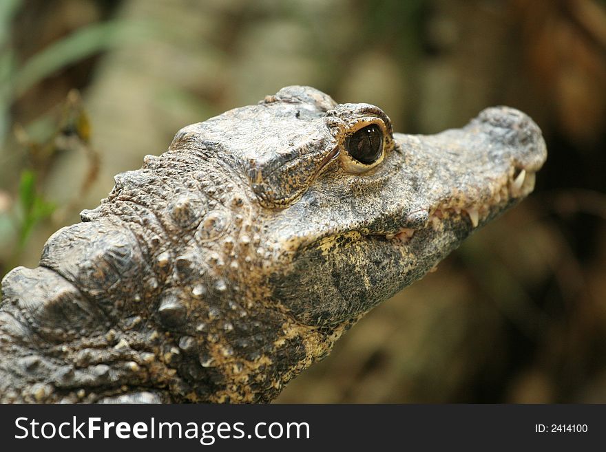 Closeup of crocodile with focus on the eye. Closeup of crocodile with focus on the eye