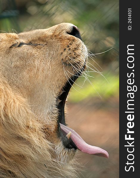 Male lion yawning and showing teeth