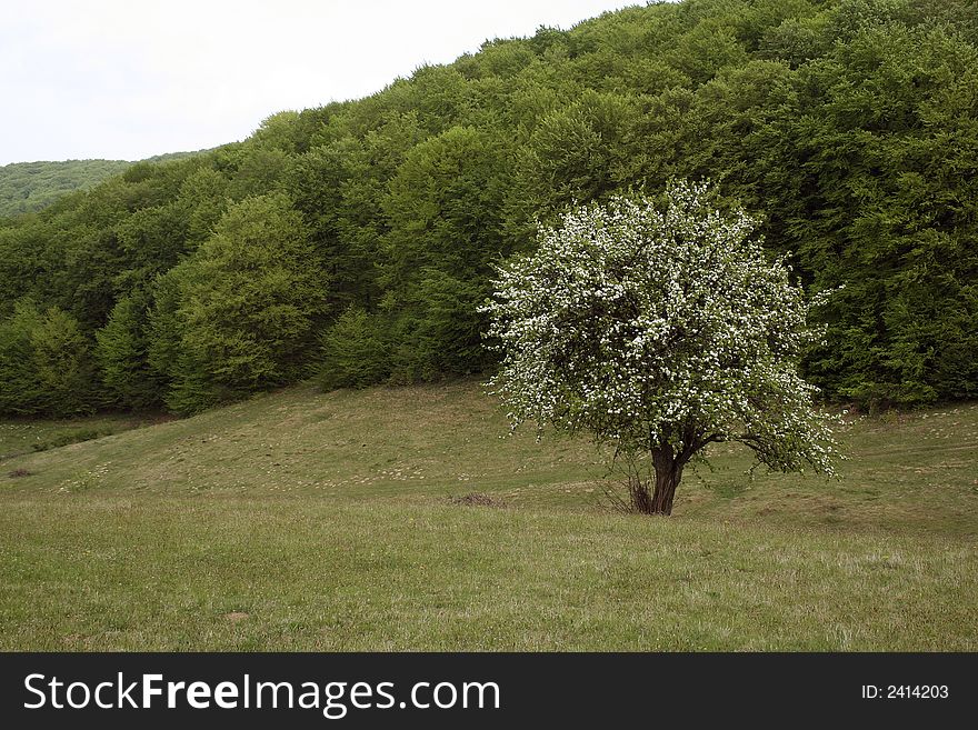 Lonely tree in bloom