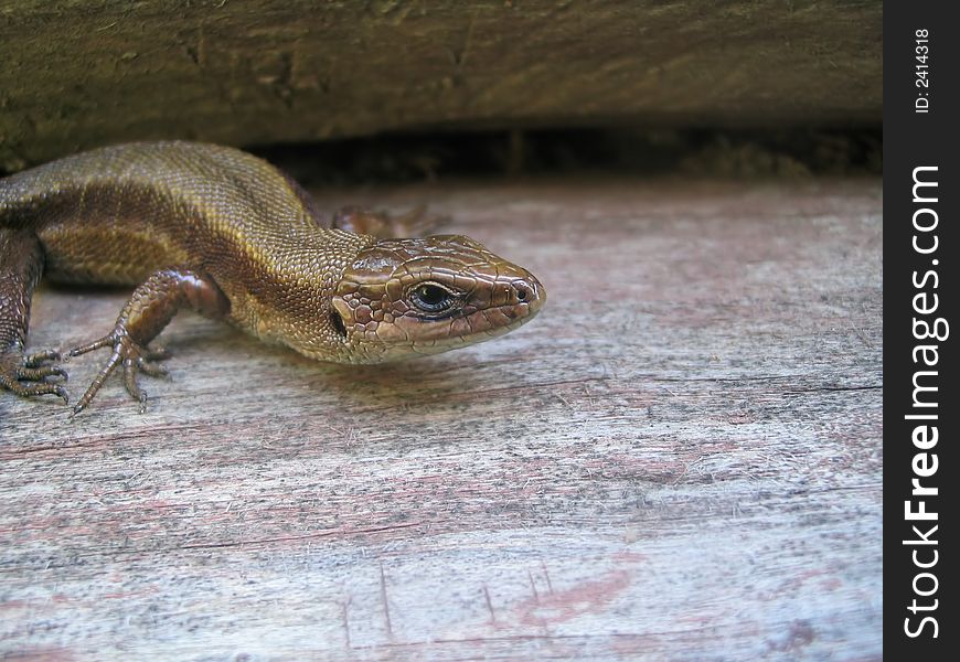 Lizard sits on old wood