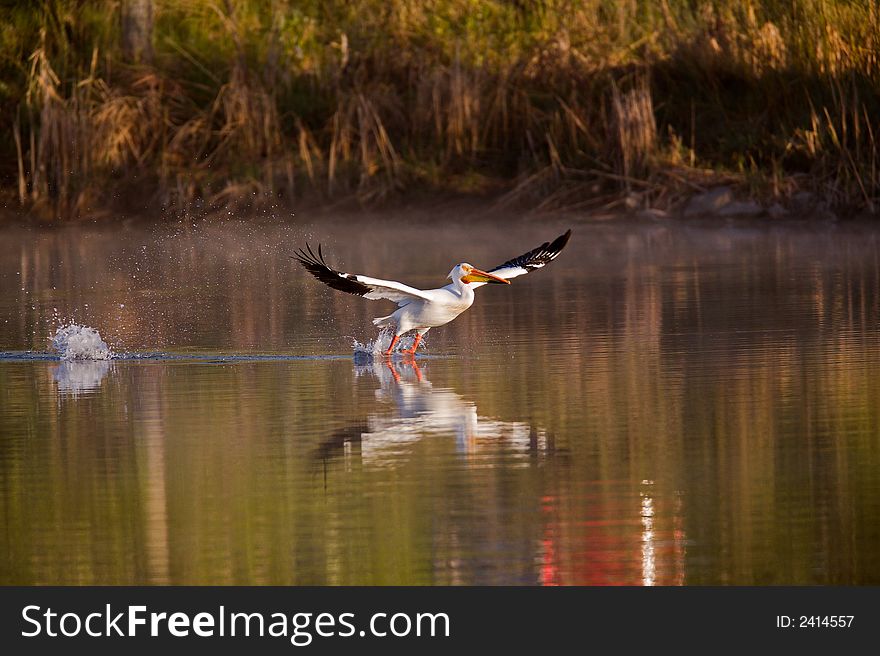 Pelican comes in for a water landing after a short glide path. Dawn setting. Colorado. Pelican comes in for a water landing after a short glide path. Dawn setting. Colorado.