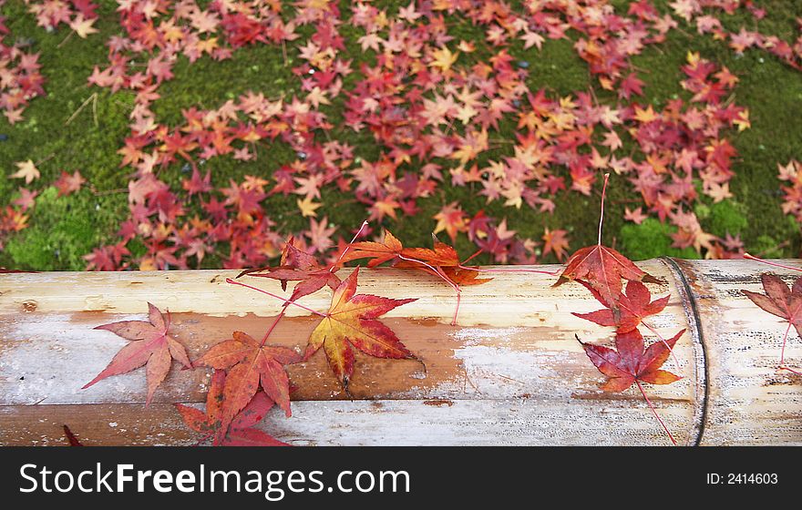 Japanese Maple On Bamboo