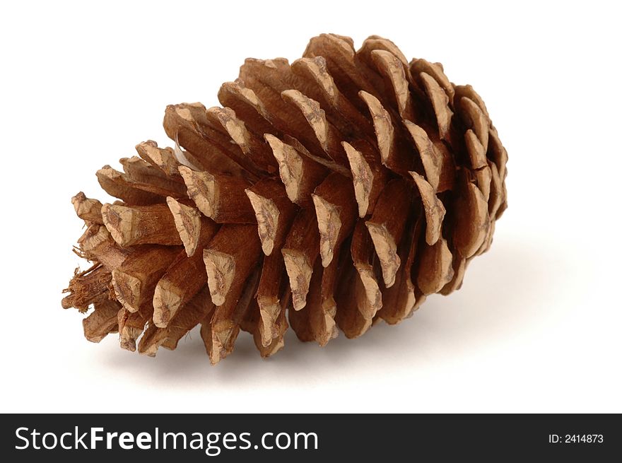 Single pine cone isolated on a white background. Single pine cone isolated on a white background.