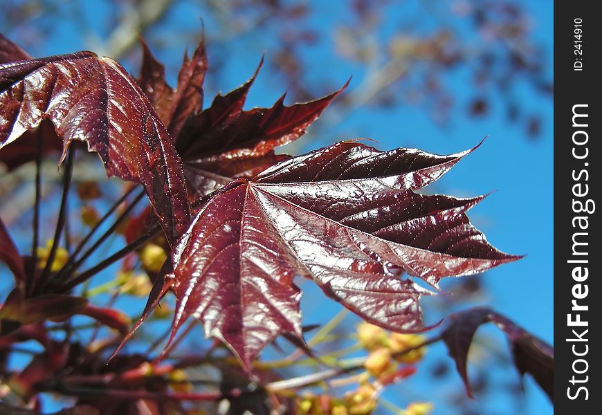 New leaves on the branch of a red maple tree.