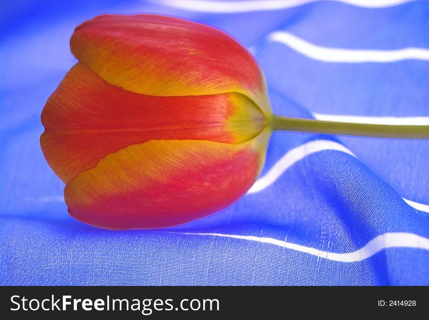 Red tulip with a bkue silky background. Red tulip with a bkue silky background