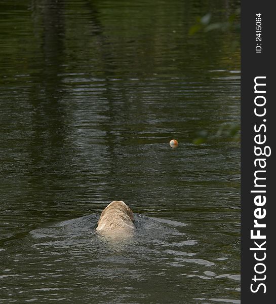Yellow Lab swimming out for a ball
