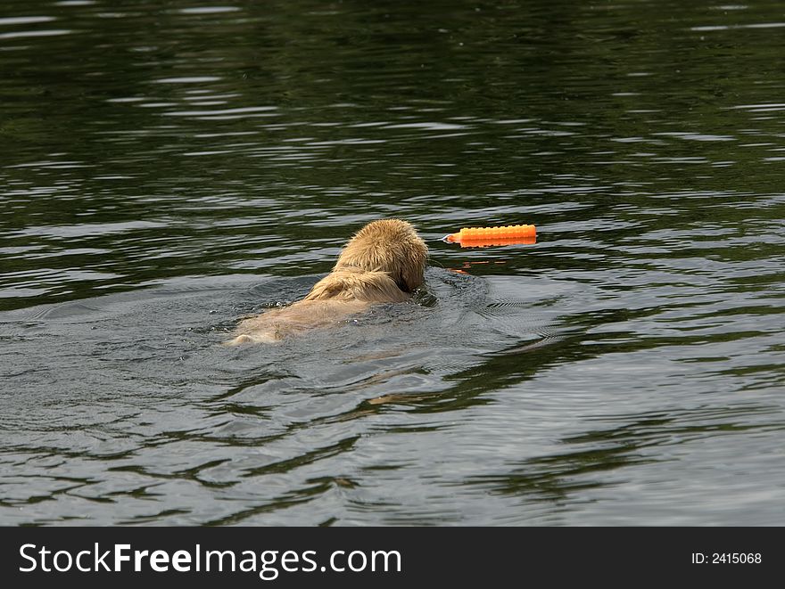 Golden Retriever Swimming out for a floatie