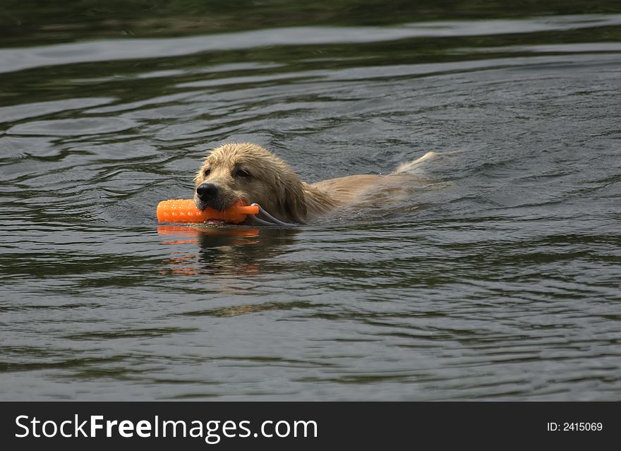 Golden Retriever Swimming out for a floatie