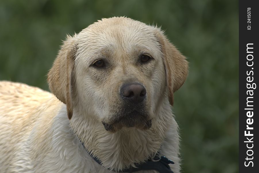Headshot of a yellow lab just after it got out of the water
