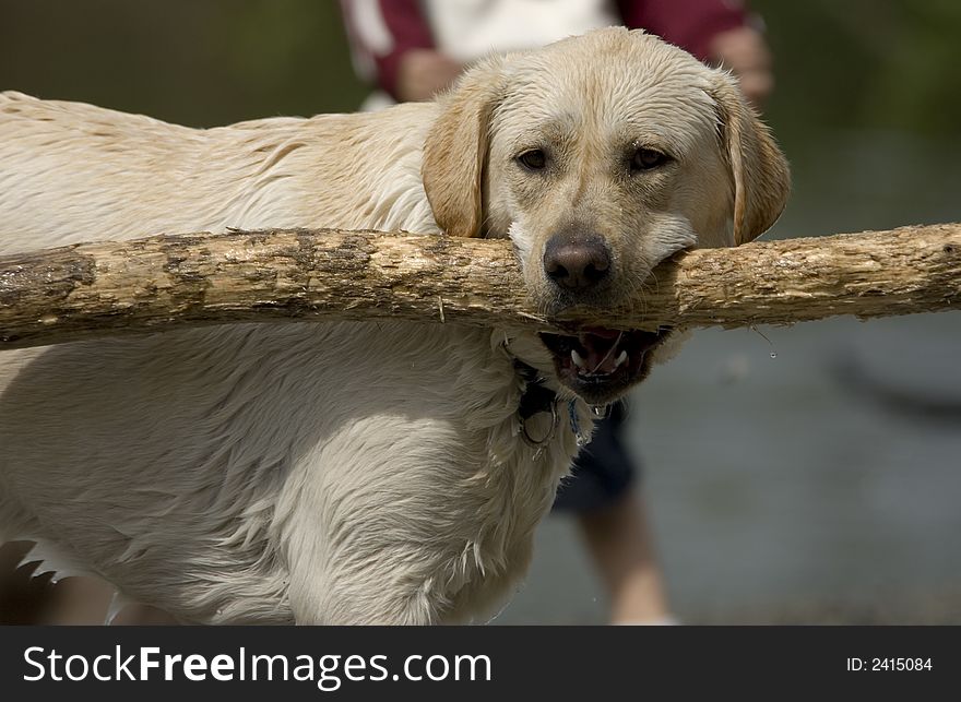 Yellow lab with big stick in its mouth