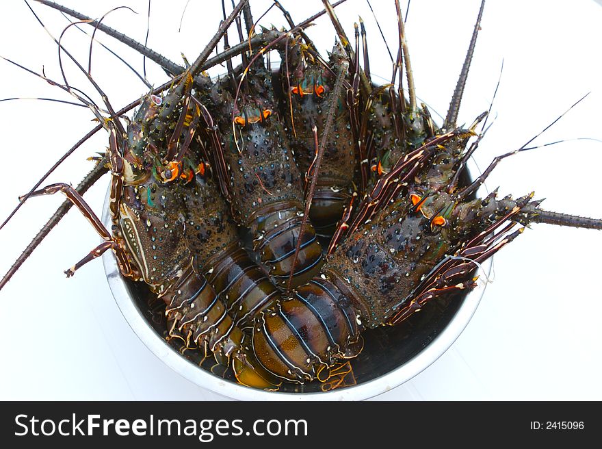 The basin full of big lobsters, white background. The basin full of big lobsters, white background