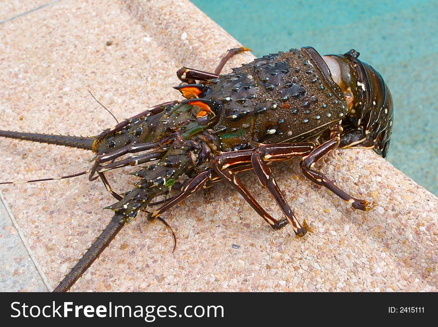 Big pacific lobster near the pool