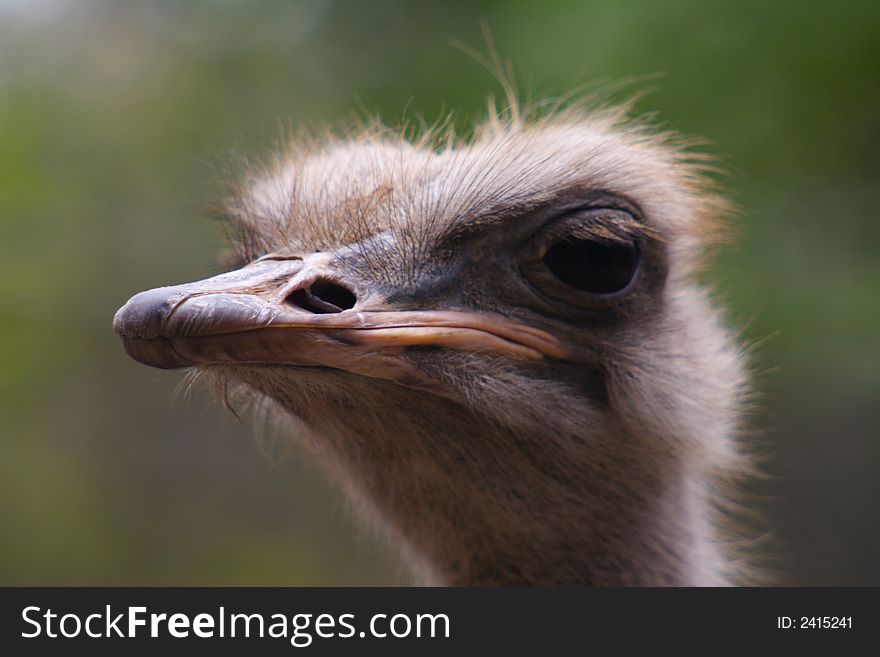 Funny ostrich head portrait close up